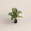 Green leaf plant potted ceramic flowerpot set for indoor Nordic-style living room and balcony decoration details Picture